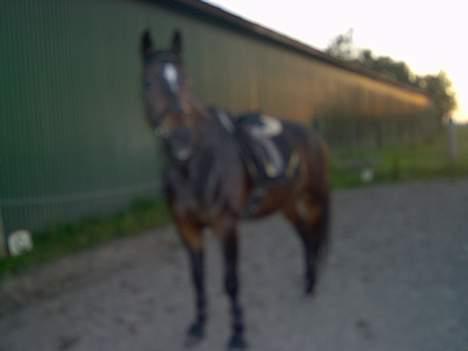 Traver Sif Langkjær (Ikke Min) billede 2