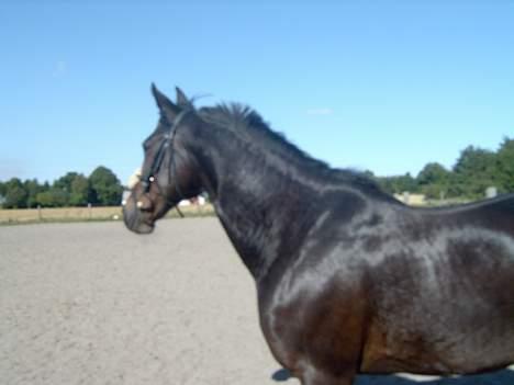 Traver Sif Langkjær (Ikke Min) billede 4