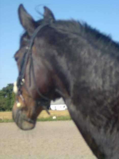 Traver Sif Langkjær (Ikke Min) billede 5