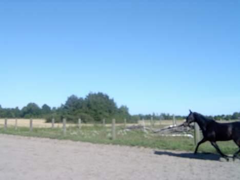 Traver Sif Langkjær (Ikke Min) billede 6