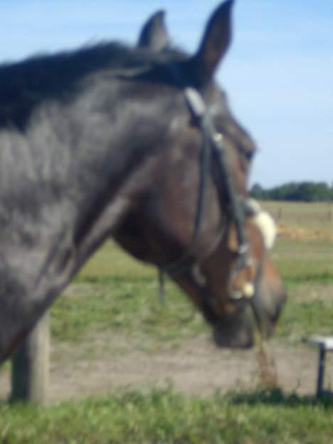 Traver Sif Langkjær (Ikke Min) billede 7