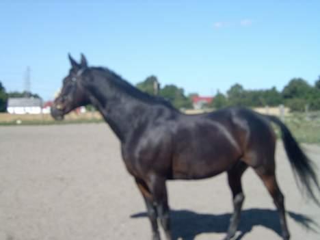 Traver Sif Langkjær (Ikke Min) billede 8