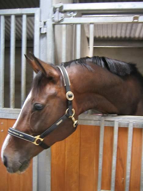 Dansk Varmblod Dinétt Stengaard *SOLGT* - Min nye hest. billede 1