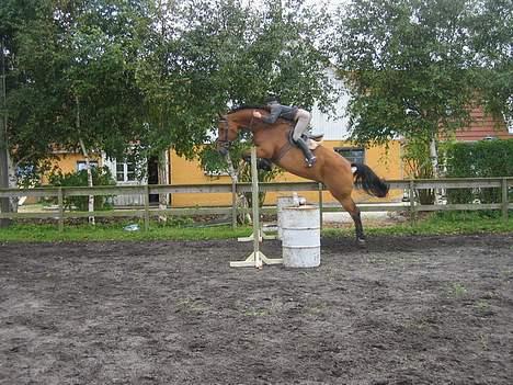 Holstener La Belle  - Malene og Belle hopper HØJT.....syn´s jeg i hvertfald :o) billede 16
