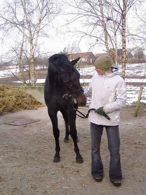 Dansk Varmblod Winther's Windsor  billede 12