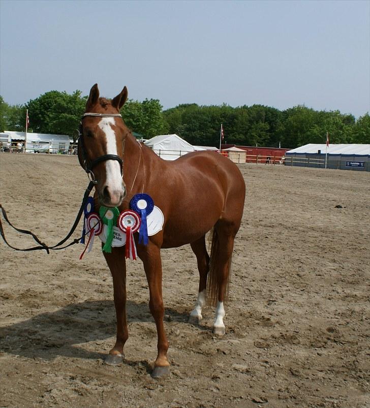 DSP Sizze Bredager. B-pony - Roskilde dyreskue billede 9