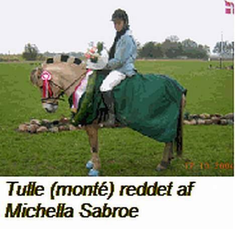 Fjordhest Tulle - her har vi vundet klubmesterskab billede 7