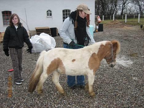 Shetlænder Hanse - Her er vi på vej ud og gå.. D. 10.03.06 billede 1