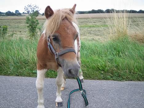 Shetlænder Hanse - Hvad vil du? billede 2