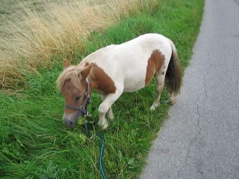 Shetlænder Hanse - Mmmhh, mælkebøtter.. billede 6