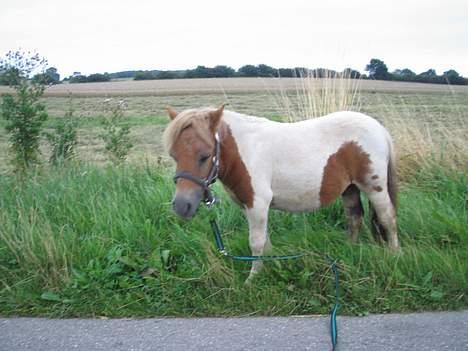 Shetlænder Hanse - Hanse i Tovrup billede 11