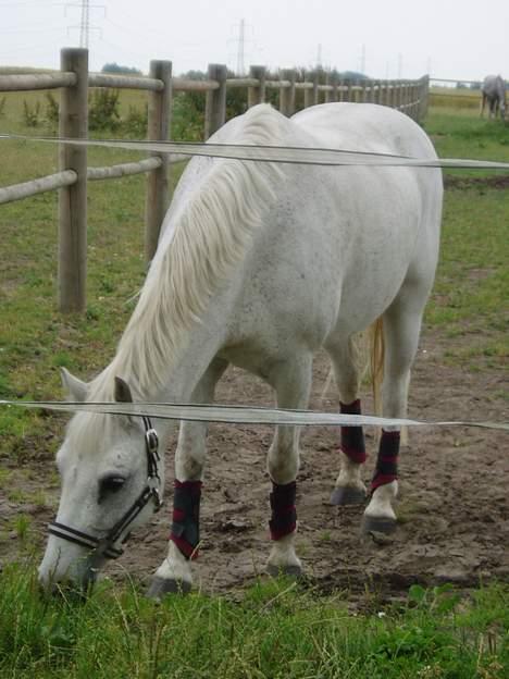 Welsh Mountain (sec A) Patrick Swayze - Swayze på fold <3 billede 4