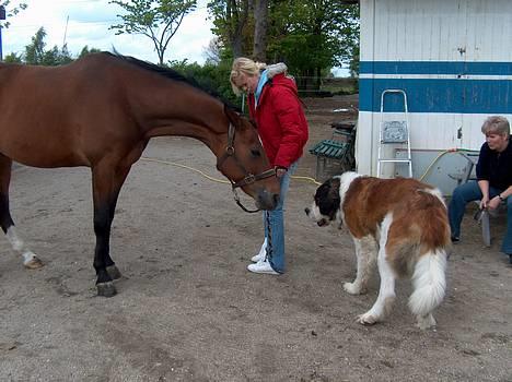 Dansk Varmblod Falkenhus´s Moral (solgt) - Nanna , min dejlige hest , og ja ? er det en hest eller pony ? Tiihi . billede 18