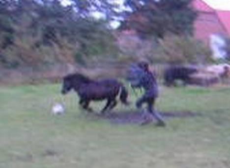 Shetlænder Klinkhøjs Prins (Solgt) - j longerer ham i galop.. billede 4