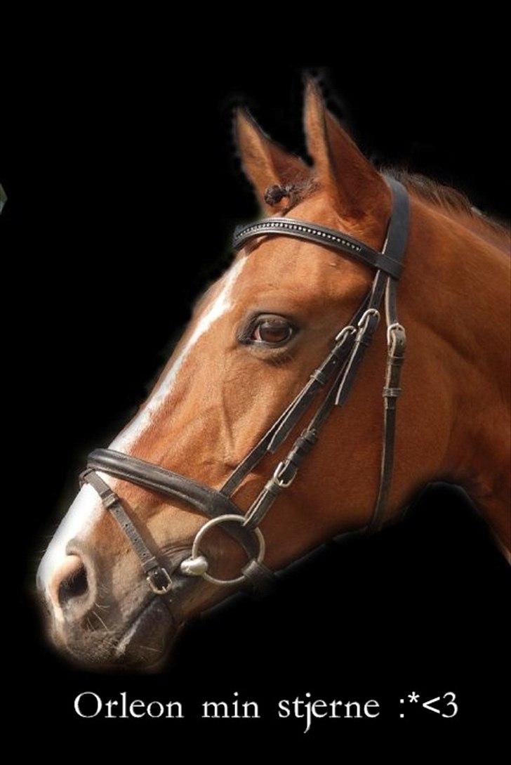 Tysk Sportspony Orleon( B-pony)<3Solgt:'( - Du er en STJERNE!!! <3 Du er verdens bedste pony!<3(L) billede 9