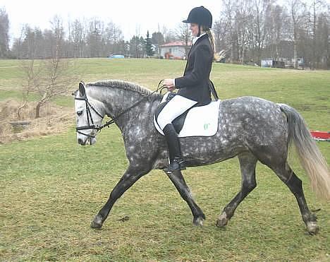 Connemara Baunely's Daphne - Første gang Daffy er pyntet op til stævne. 2/4-06 billede 4