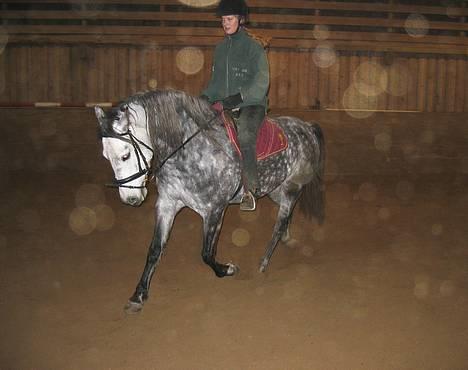 Connemara Baunely's Daphne - Trav, redet 2½ måned. 18/12-05 billede 7