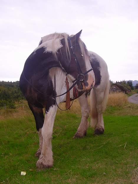 Tinker Gordon billede 12