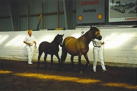 Connemara Baunely's Daphne - Daphne som føl ved Connemarakåringen. Hun blev Championføl på bornholm (1 af 6). 2000 billede 10