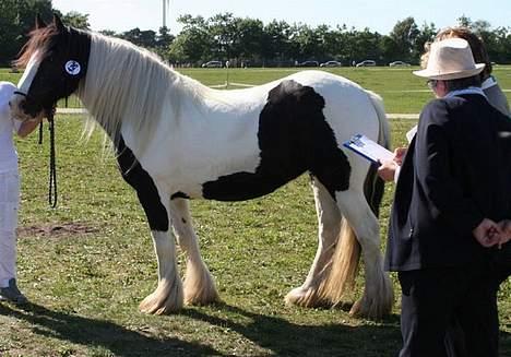 Irish Cob Axelvedgård's Jezebel - Kåring på St. Hestedag billede 14