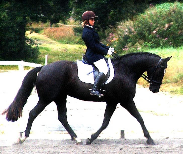 Anden særlig race Ebony *Solgt* - På Marken 2005 billede 3