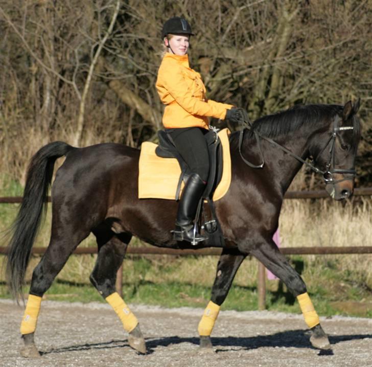 Dansk Varmblod Pikao - :P Smiler til fotografen. Her er vi i nyt dress. Jakke, handsker, underlag og bandager er købt på Hest&Rytter-messen´08. Foto: Mathilde Hau billede 2