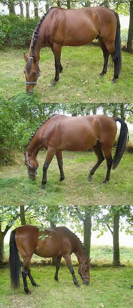 Traver Stratego - Tego der græsser lystigt billede 6