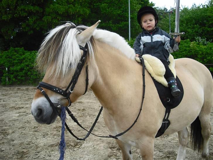 Fjordhest Theodora  R.I.P.  - MIn søn på 3 år leger ridder af NARNIA.... på Theodora billede 19