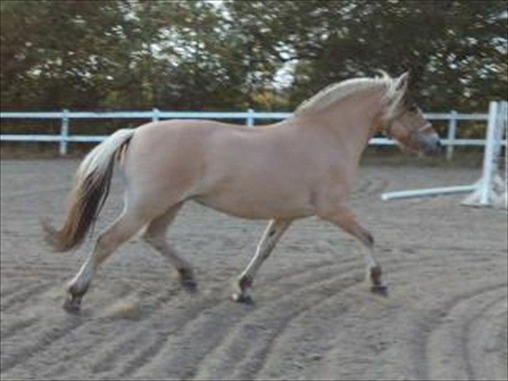 Fjordhest Theodora  R.I.P.  - NYT 3 Oktober 2010 billede 20