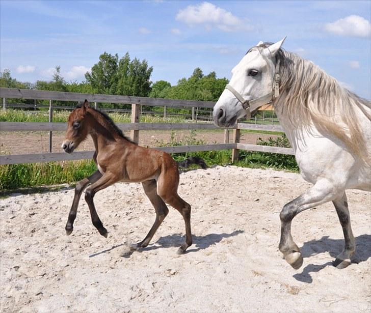 Connemara Baunely's Daphne - NYT: Daffy med hendes 1 dag gamle hoppeføl 5/6-10 billede 12
