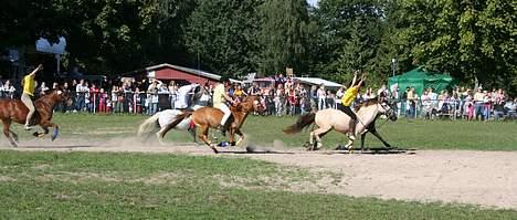 Gotlandsruss Tarpans hanette - Store Heste dag 2005. Udridning i fuld galop. billede 6