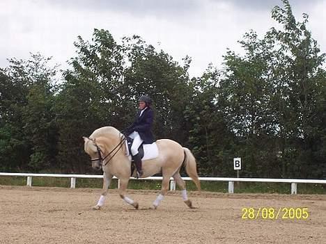 Fjordhest Heebølls Tiny * SOLGT - Her rider vi opvisning for 200 mennesker til vores indvielse af den nye stald ! (Rider med Kandar her!) billede 15