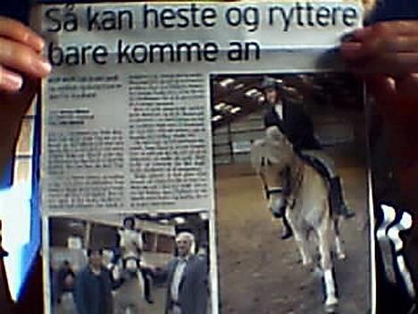 Fjordhest Heebølls Tiny * SOLGT - Annoncen i avisen da Tiny og jeg red opvsning. billede 16
