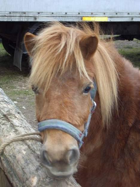 Shetlænder Alberte - her er jeg så.. billede 1