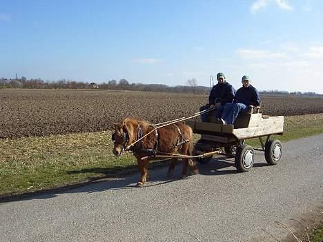 Shetlænder Alberte - ude og køre en-spænder.. billede 2