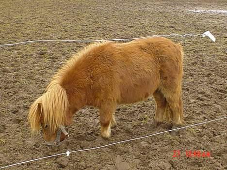 Shetlænder Alberte - på fold.. billede 3