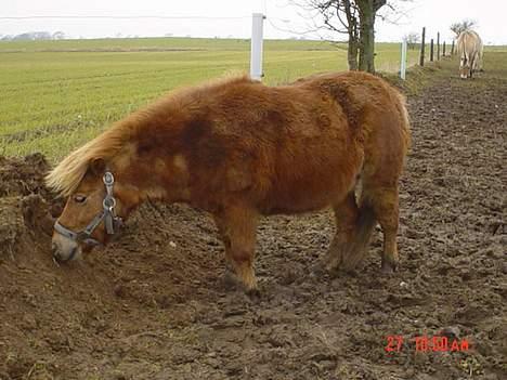 Shetlænder Alberte - på fold igen.. dejlig beskidt.. billede 4