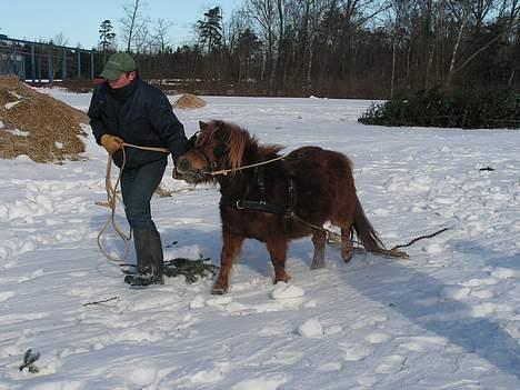 Shetlænder Alberte - man er jo altid lidt stædig.. billede 5