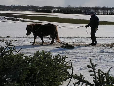 Shetlænder Alberte - skovtræk i Sibirien.. billede 6