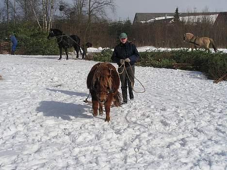 Shetlænder Alberte - igen til skovtræk i Sibirien.. billede 7