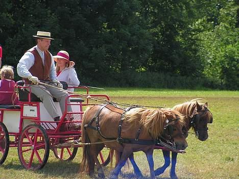 Shetlænder Alberte - sammen med min makker Naomi.. billede 8