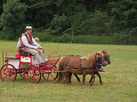 Shetlænder Alberte - ude og køre to-spand.. billede 9