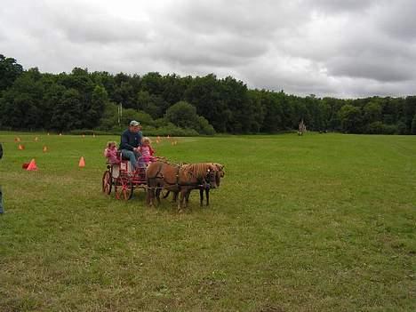 Shetlænder Alberte billede 10