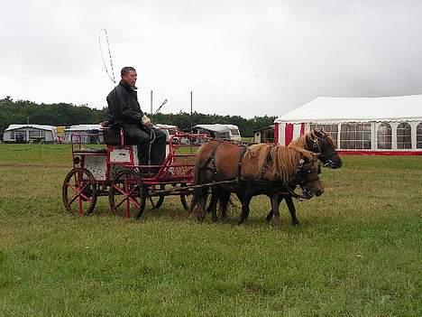 Shetlænder Alberte - efter en maraton..  billede 11