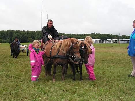 Shetlænder Alberte billede 12