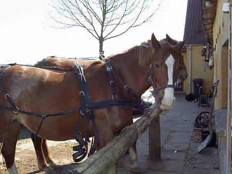 Frederiksborg H.Z. Chilli - klar til en køretur.. billede 3