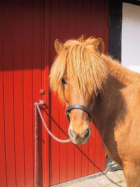 Islænder Strákur Fra Banegården †  - Er han ikke bare lækker? Min vidunderlige dreng <´33 billede 12