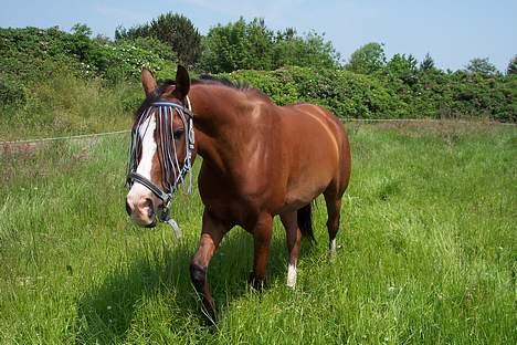 Arabisk fuldblod (OX) Fonzie <3 SOLGT  - jeg kommer nu mor ! billede 19