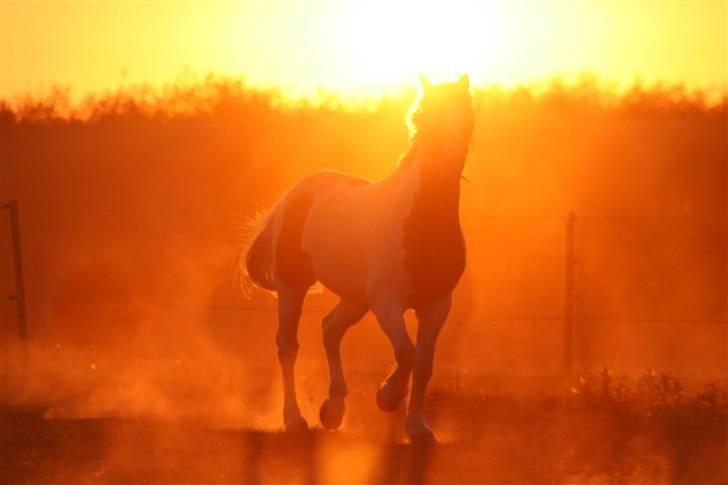 Anden særlig race Joe - hvil i fred - Joe i solnedgang. Sommer 08 :) billede 6