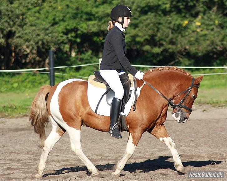 Pinto Sigurd - Taget af; Mia Ann Jørgensen billede 13